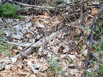 Der Boden im Hauptsmoorwald bei Geisfeld ist ausgetrocknet und kann zum Beispiel durch eine weggeworfene Zigarette schnell entzündet werden. Foto: Ronald Rinklef