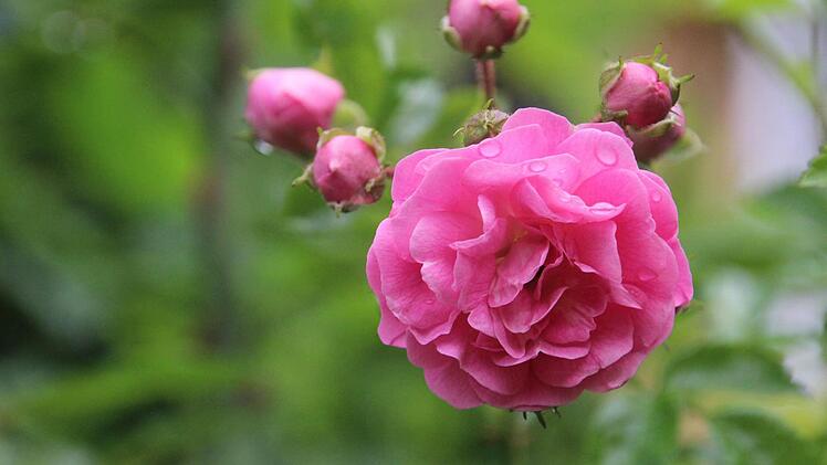 Diese intensiv rosa-farbene Blüte entführt ins "Land des Lächelns". Foto: Diana Fuchs