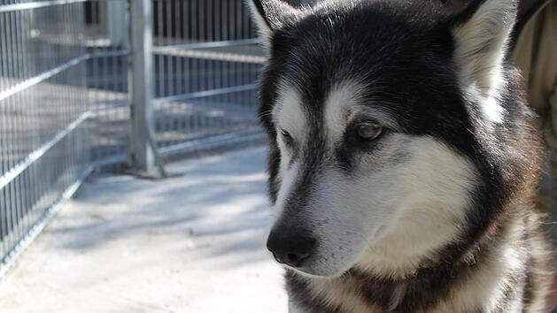 Kein Grund mehr, so traurig dreinzublicken: 2500 Euro flie&szlig;en in einen w&auml;rmeregulierenden Boden f&uuml;r das Hundehaus im M&uuml;nnerst&auml;dter Tierheim Wannigsm&uuml;hle. Foto: Archiv/Thomas Malz