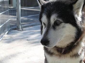 Kein Grund mehr, so traurig dreinzublicken: 2500 Euro flie&szlig;en in einen w&auml;rmeregulierenden Boden f&uuml;r das Hundehaus im M&uuml;nnerst&auml;dter Tierheim Wannigsm&uuml;hle. Foto: Archiv/Thomas Malz