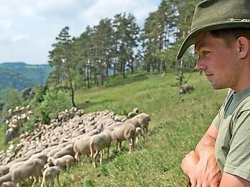Wandersch&auml;fer mit ihren Hirten pr&auml;gen das Landschaftsbild am Obermain.  Foto: Andreas Hub