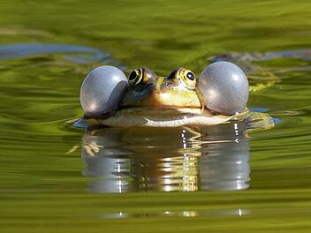 Wasserfrosch