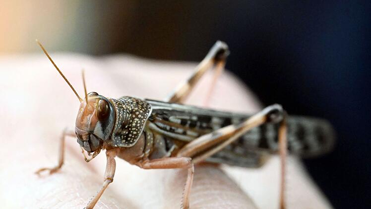 Heuschrecken im Naturkundemuseum Karlsruhe