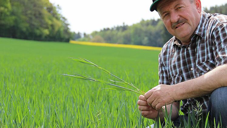 BBV-Kreisobmann und Landwirt Winfried Löwinger ist mit dem Wachstum seiner Pflanzen zufrieden. Bisher haben die Felder durch das trockenere Frühjahr noch keinen Schaden genommen. Foto: Katharina Müller-Sanke