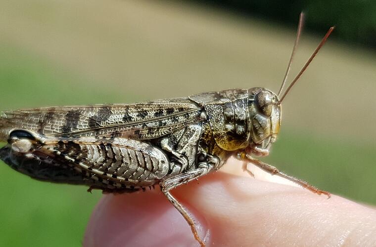 Bamberg: Seltene Heuschreckenart gefunden - Ausbreitung infolge des Klimawandels