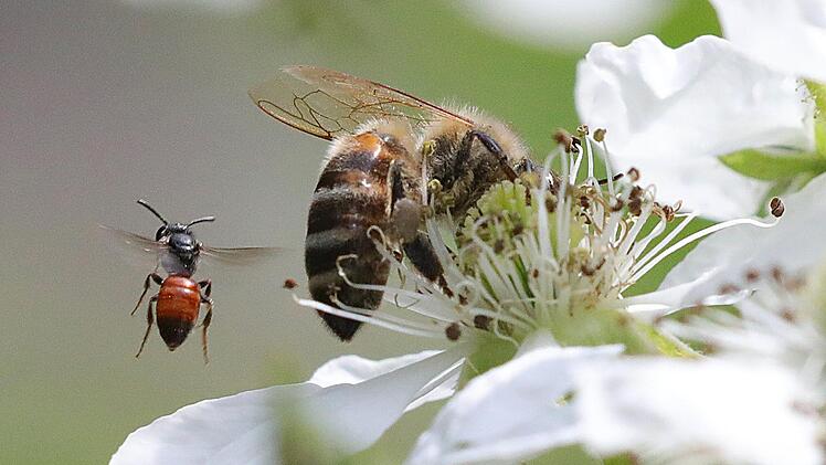 Von über 500 Bienenarten in Deutschland ist die Hälfte bedroht oder ausgestorben. Foto: Wolfgang Kumm/dpa