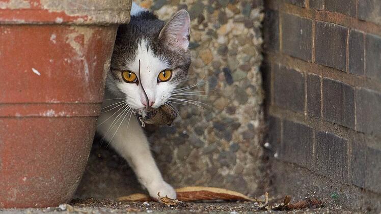Bei streunenden Katzen ist Vorsicht geboten, denn sie können tödliche Krankheiten übertragen. Symbolbild: Julian Stratenschulte/dpa