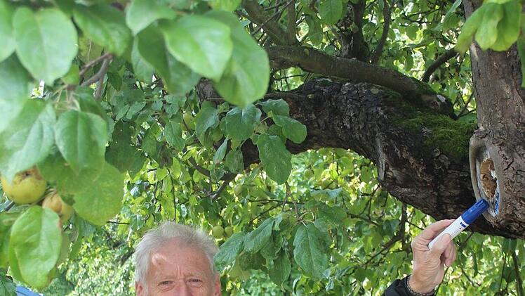 Günther Henning hat sich den Baum am Rathausplatz gesichert.