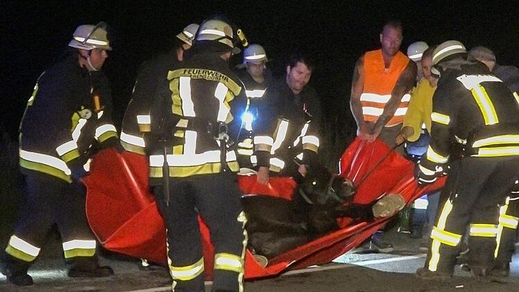 Schock f&uuml;r alle Beteiligten: Pony "Chico" ist am Montagabend  im Landkreis Bamberg ausgerissen und auf die Stra&szlig;e gerannt. Ein Auto erfasste das Tier.