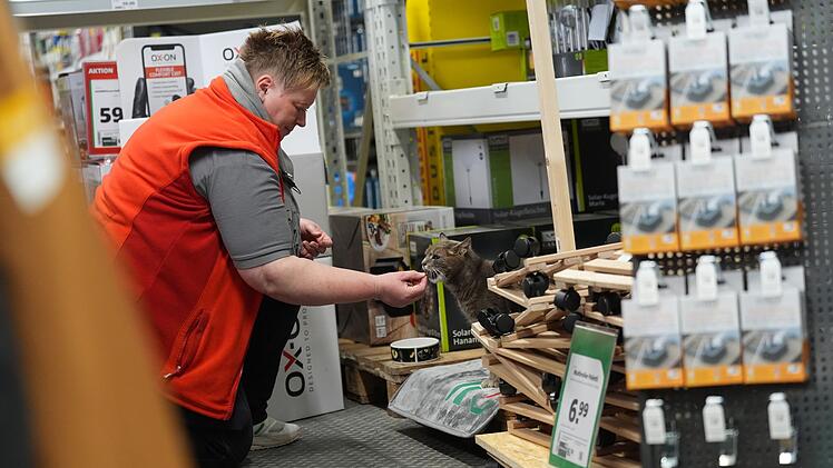 Katze "Lotti" lebt in Baumarkt