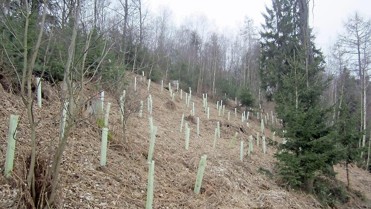Neuanpflanzung in den Eierbergen: Zwischen starken Einzelstämmen (Lebensbäume) dürfen die Stockausschläge bis in zehn Meter Höhe wachsen, bevor sie geerntet werden. Fotos: Matthias Einwag