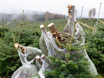 Saisoneröffnung im Christbaumdorf mit Ministerpräsident Söder