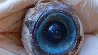 Dieses Riesenauge stammt vermutlich von einem Schwertfisch und wurde wohl aus dem Tier herausgeschnitten. Foto: Florida Fish and Wildlife Conservation Commission/dpa