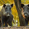 Ein 51-jähriger Autofahrer hat auf der A3 bei Heßdorf sieben Wildschweine angefahren und getötet. Symbolfoto: taviphoto/Adobe Stock