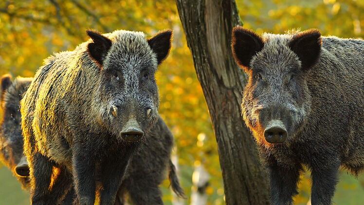Ein 51-jähriger Autofahrer hat auf der A3 bei Heßdorf sieben Wildschweine angefahren und getötet. Symbolfoto: taviphoto/Adobe Stock