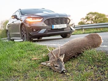 Wildunfälle ereignen sich allein in Bayern jedes Jahr bis zu 80 000 Mal. Foto: dpa