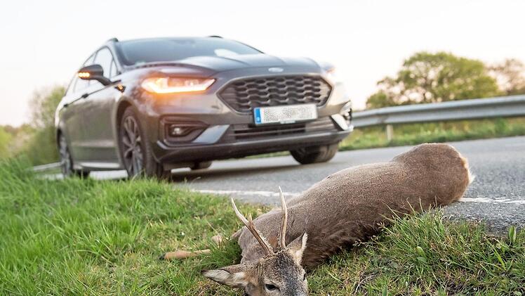 Wildunfälle ereignen sich allein in Bayern jedes Jahr bis zu 80 000 Mal. Foto: dpa