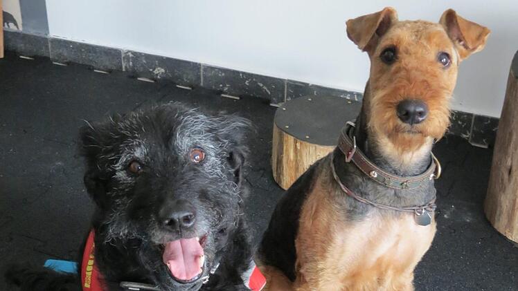 Patienten bei Hundphysiotherapeutin Ellen Schubert: Eila und Maddi