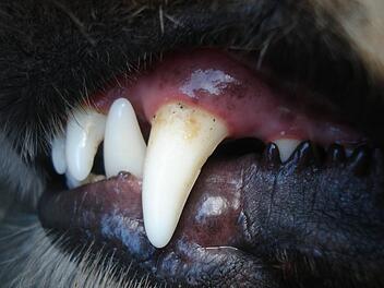 Gerolfingen: Hund tötet Hühner und Schaf