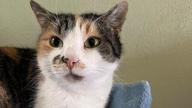 Tierheim Bamberg: Schmusekatze Lisandra kann auch zickig sein