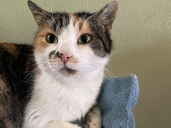 Tierheim Bamberg: Schmusekatze Lisandra kann auch zickig sein