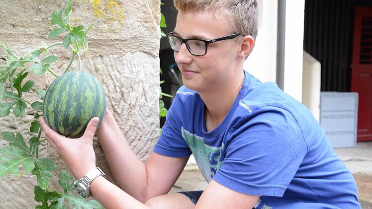 Stefan freut sich, dass die Melonen so gut gedeihen. Foto: Dagmar Besand