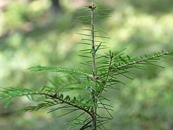Aus einer Saat hervorgegangene vierj&auml;hrige Wei&szlig;tanne im Gemeindewald Lautertal  Foto: Oliver Kr&ouml;ner