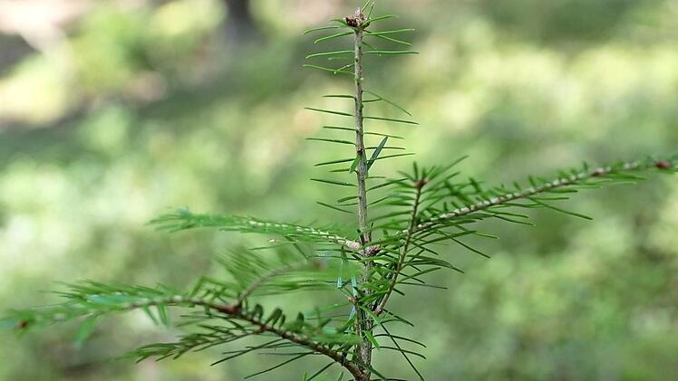 Aus einer Saat hervorgegangene vierj&auml;hrige Wei&szlig;tanne im Gemeindewald Lautertal  Foto: Oliver Kr&ouml;ner