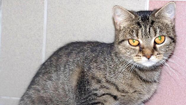 Suchen ein gemeinsames Zuhause: Die grau getigerte Juli und&nbsp;...