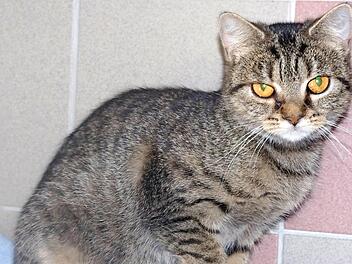 Suchen ein gemeinsames Zuhause: Die grau getigerte Juli und ...