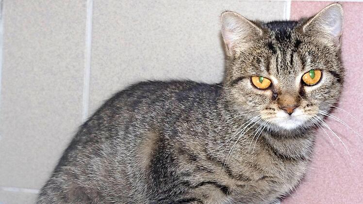 Suchen ein gemeinsames Zuhause: Die grau getigerte Juli und ...