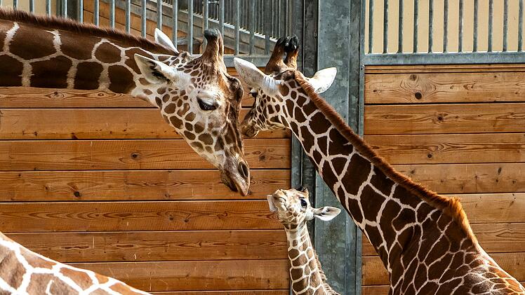 Griraffennachwuchs im Opel-Zoo
