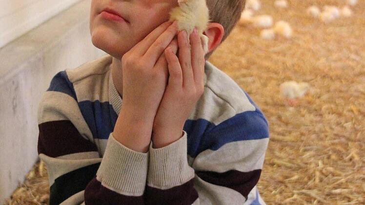 Der sechsjährige David streichelt ein Küken. Foto: Friedwald Schedel