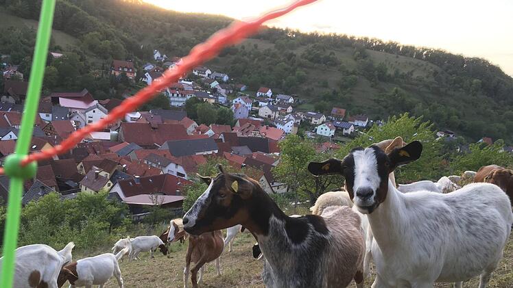 Ziegen leisten einen großen Beitrag zum Landschaftsschutz, wenn sie allerdings Weinbergsmauern und Böschungen beschädigen oder Obstbäume entrinden, ärgert das Grundstücksbesitzer. Foto: Ralf Ruppert