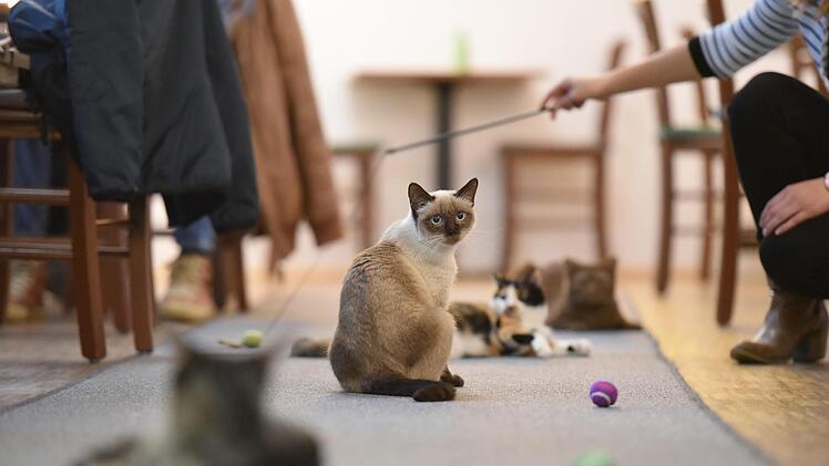 Samira hat alles im Blick. Und gerade ganz offensichtlich keine Lust zum Angelspiel.  Fotos: Katzentempel Nürnberg
