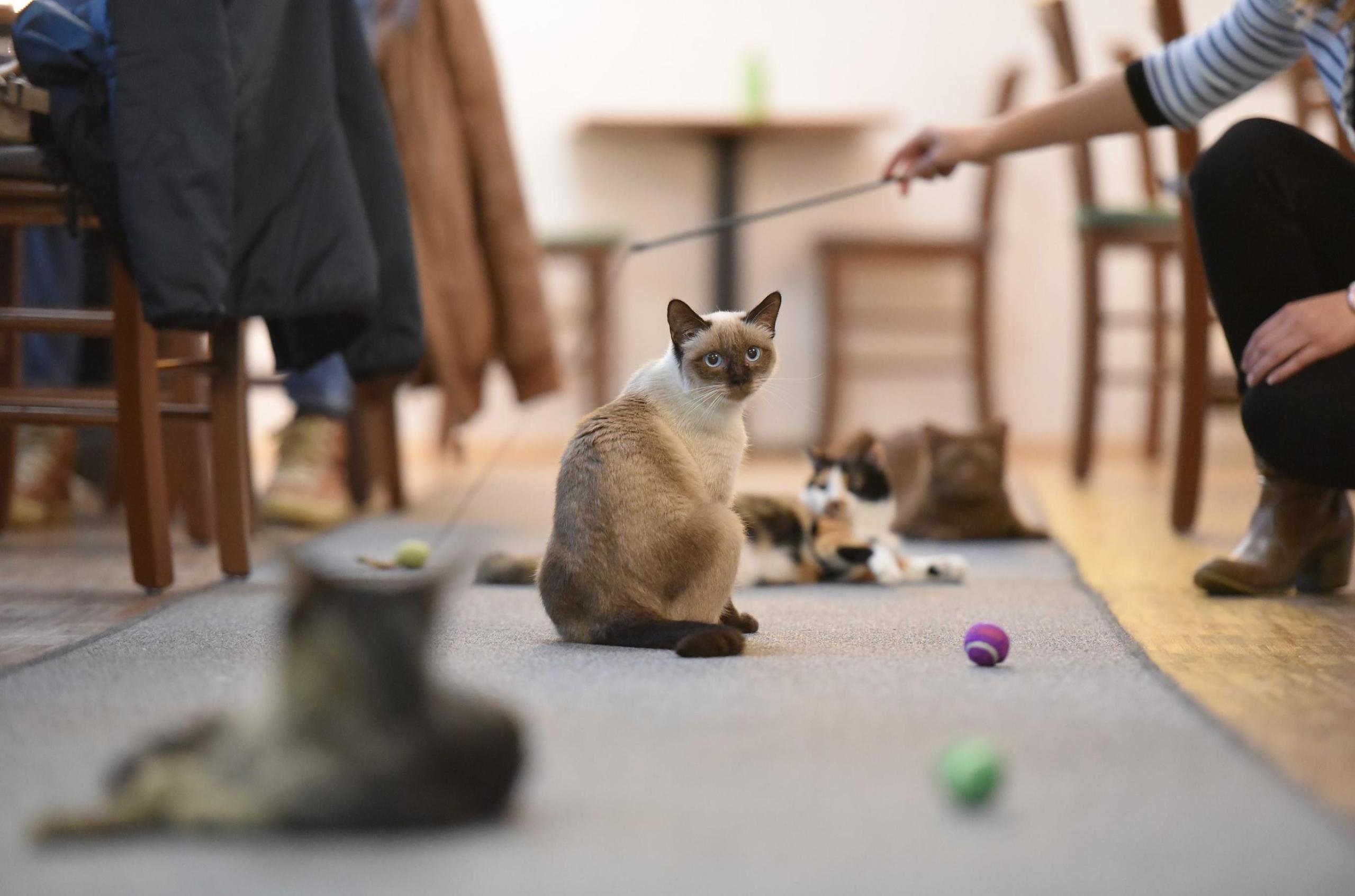 Katzencafe Nurnberg Nahrung Fur Leib Und Seele
