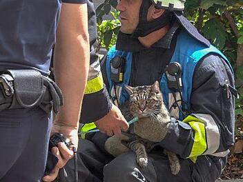 Nach der Rettung wurden die Tiere vorsorglich mit Sauerstoff versorgt. Sie kamen mit dem Schrecken davon. Foto: NEWS5 / Friedrich