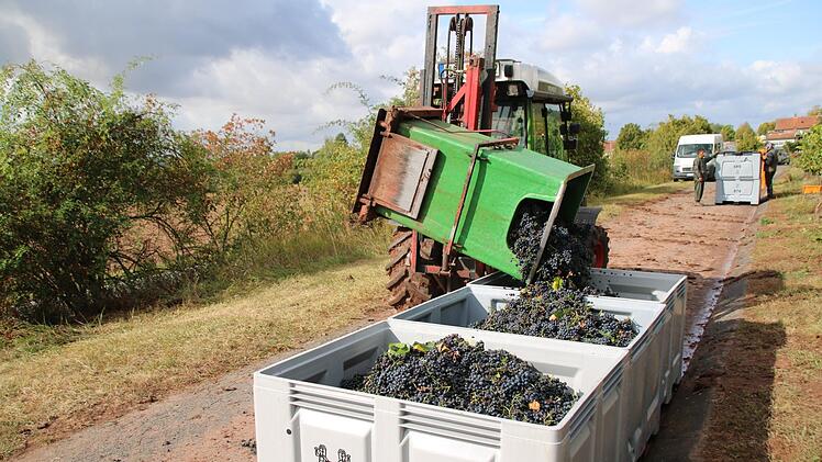 Er brachte die geernteten Trauben zum Fuß des Weinbergs.
