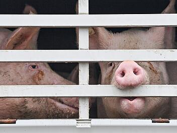 Wind bl&auml;st Schweinelaster im Kreis Ansbach um - zwei Drittel der Tiere tot