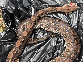 In Hessen wurde eine vermutlich ausgesetzte Boa constrictor gefunden