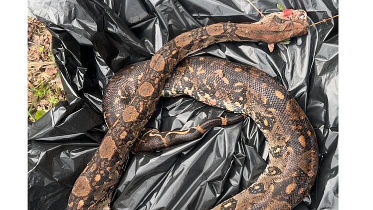 In Hessen wurde eine vermutlich ausgesetzte Boa constrictor gefunden