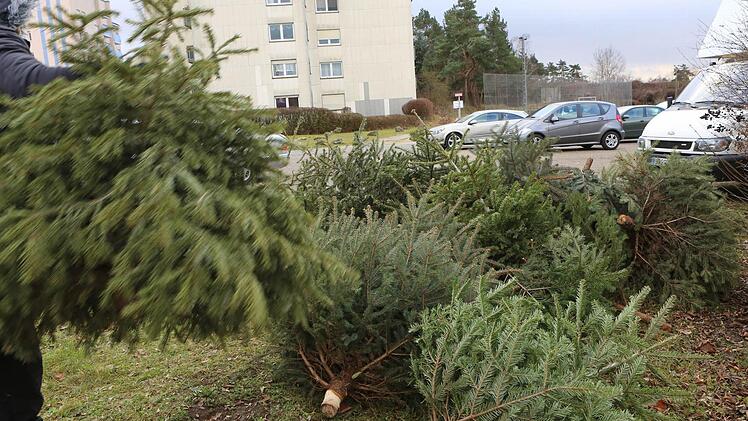 Ein Mann bringt den ausrangierten Baum zu einem Sammelplatz.