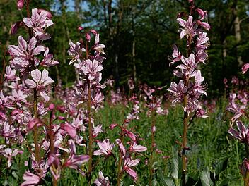 Die Diptamblüte ist an einigen lichten Waldhängen zwischen Münnerstadt und Poppenlauer in vollem Gange. Heike Beudert