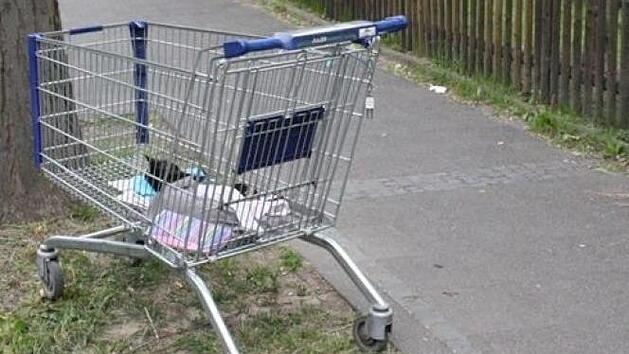 Die schwarze Katze liegt tot in einem Einkaufswagen: Am Donnerstag fanden Passanten das tote Tier zugedeckt im Korb des Einkaufswagen. Es ist keines nat&uuml;rlichen Todes gestorben. Foto: Kreispolizeibeh&ouml;rde Urna