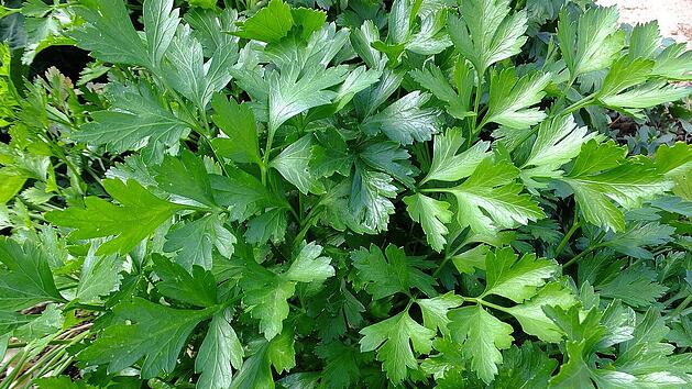 Giftpflanze des Jahres, Vitaminbombe und Aromabooster - die Petersilie kann vieles sein.