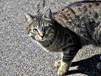 Tierheim Bamberg warnt Kater-Halter: Leichentruhe schon wieder voll