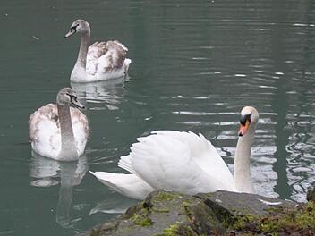 Der "alte" Schwan und die zwei Jungtiere aus Thüringen auf dem Schwanenweiher. Foto: Alexander Hartmann