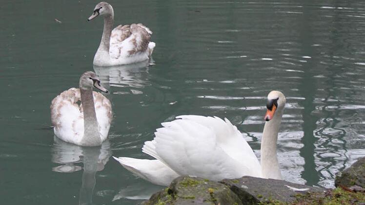 Der "alte" Schwan und die zwei Jungtiere aus Thüringen auf dem Schwanenweiher. Foto: Alexander Hartmann