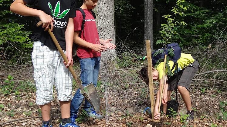 Förster Wolfgang Gnannt hat die Schüler der achten Klassen am Unesco-Projekttag durch den Eberner Wald geführt. Am Ende konnten die Schüler auch vier Bäume in der Nähe des Schützenhauses pflanzen.
