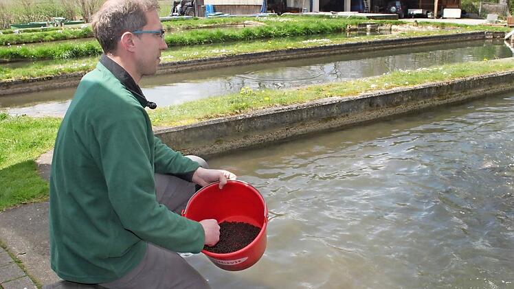 Fütterungszeit: Markus Ellner verpflegtdie Fische mit der Hand.